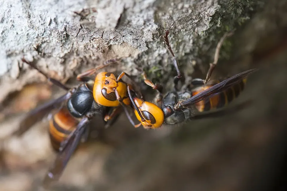 Close-up of two large hornets with orange heads and striped abdomens on tree bark
