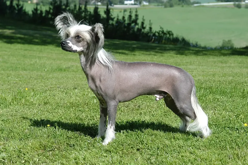 A grey hairless Chinese Crested dog with white tufts on its head, tail and feet, standing on a lawn